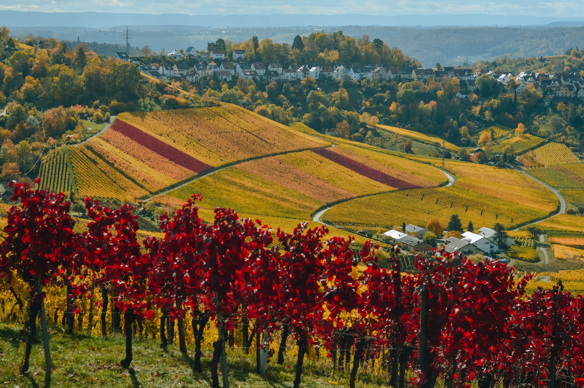 vineyard in picturesque valley with town